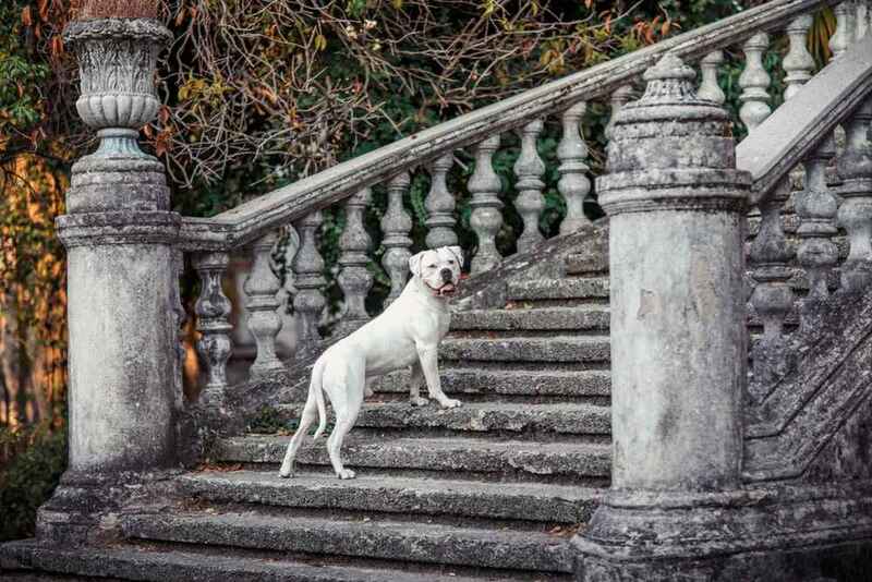 Американский бульдог на лестнице