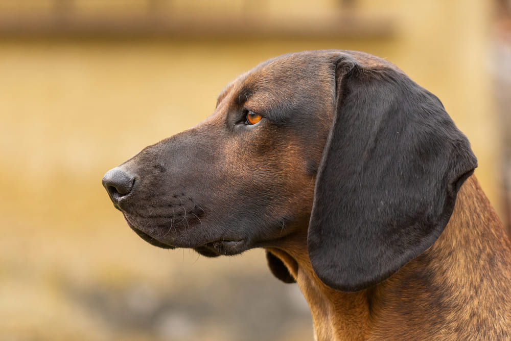 Баварская горная гончая в профиль