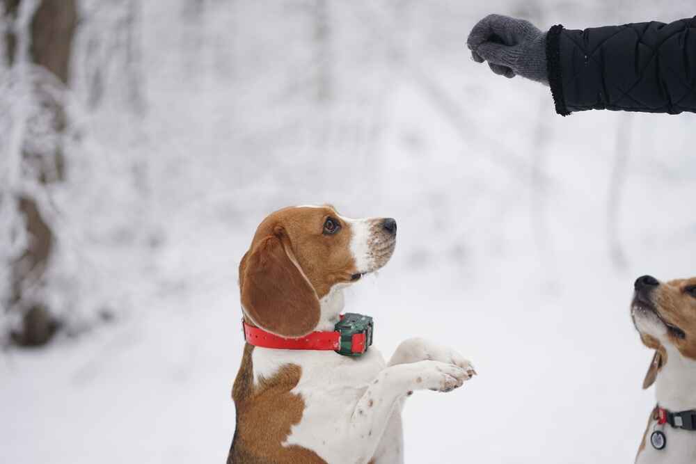 Дрессировка бигля