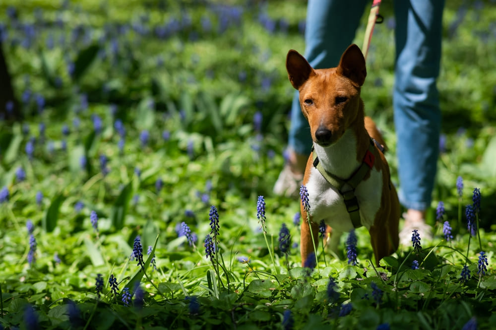 Собака басенджи на лугу