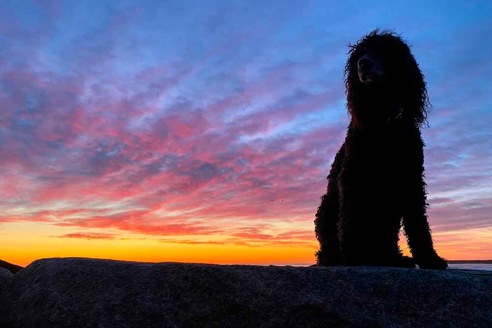 Ирландский спаниель сидит