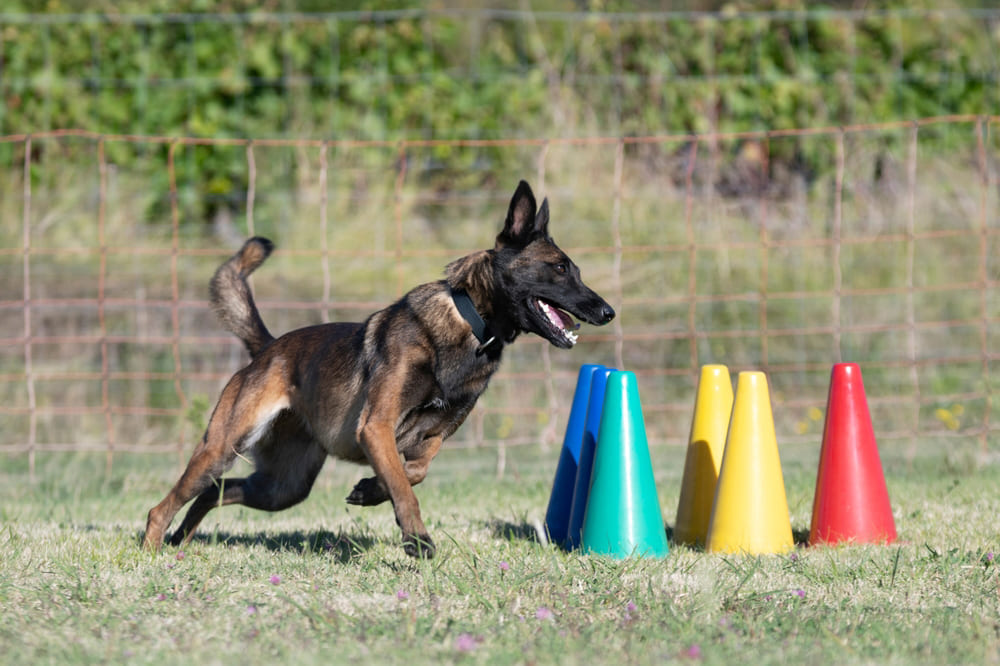 Малинуа на соревновании