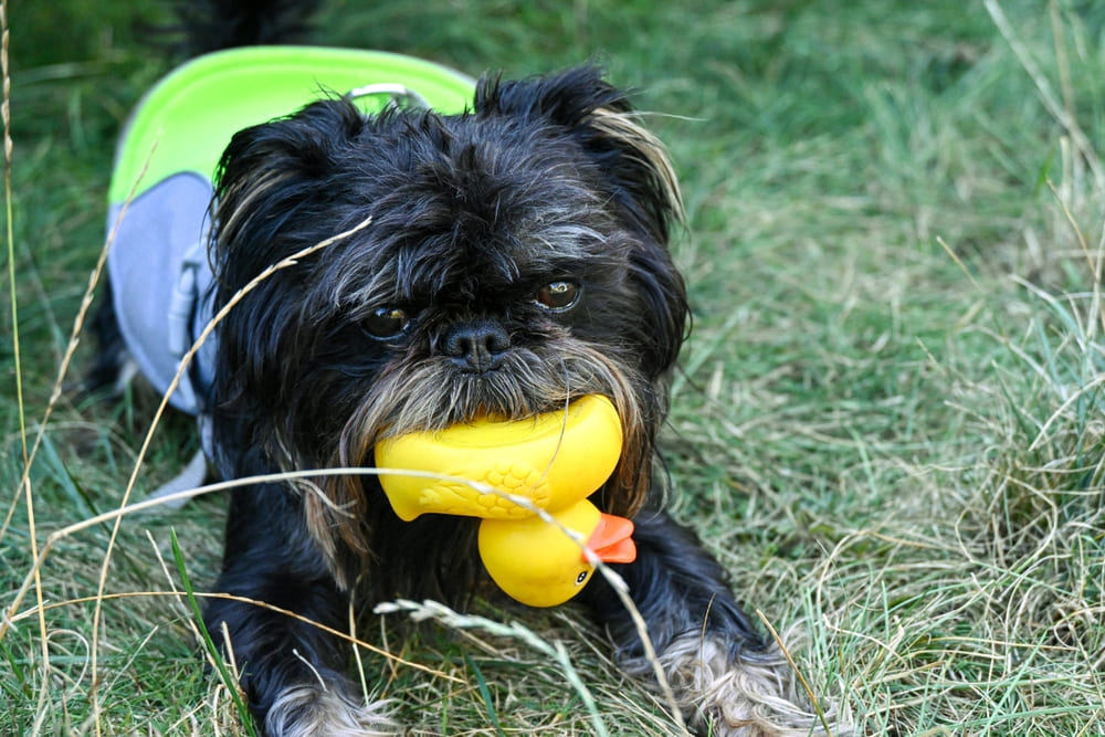 Бельгийский гриффон с игрушкой
