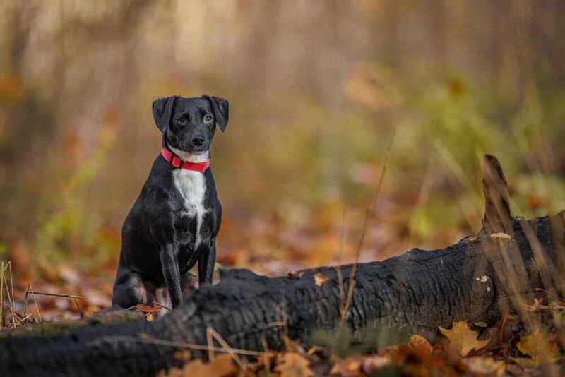 Черный паттердейл-терьер осенью в лесу