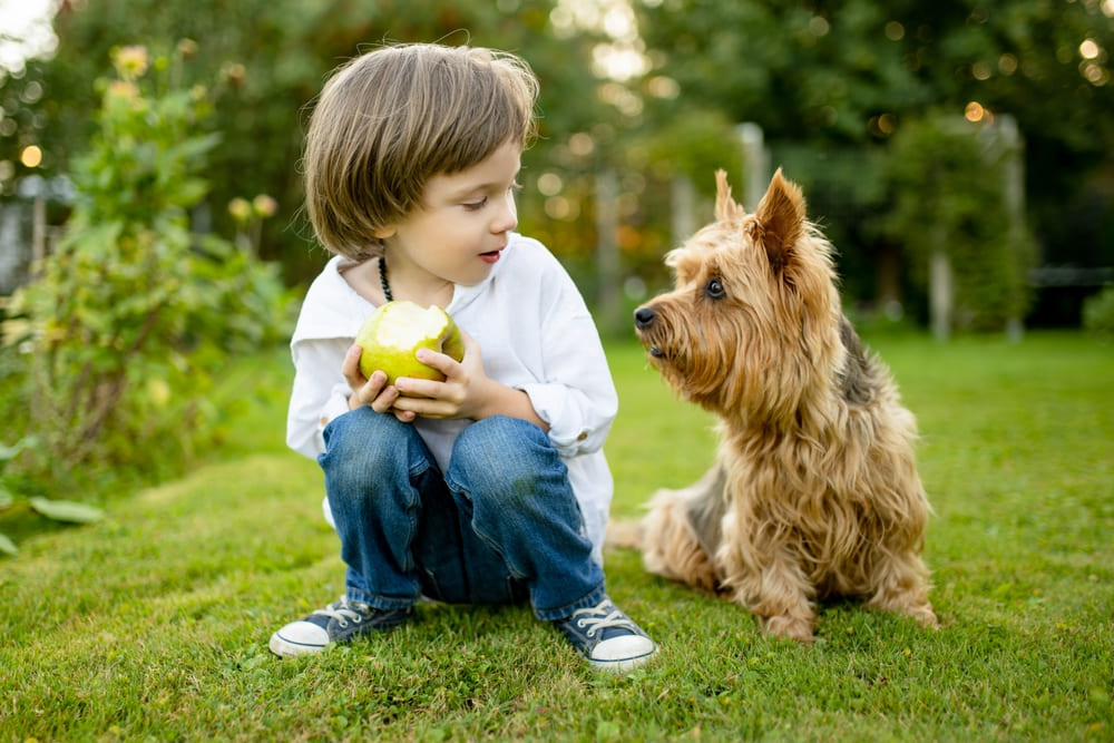 Австралийский терьер с ребенком