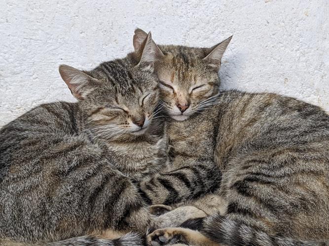 Как подружить двух кошек или котов в одной квартире