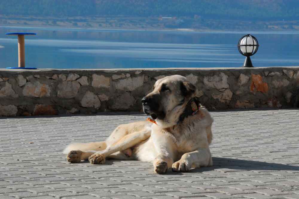 Анатолийская овчарка лежит