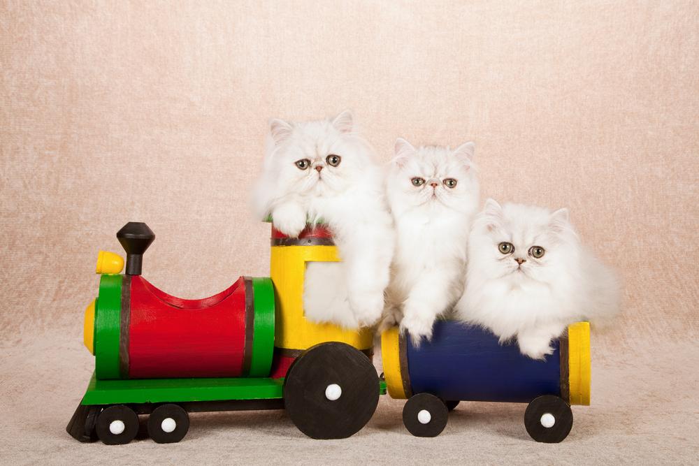 Как перевезти кошку или кота в поезде: все нюансы путешествия, необходимые  документы, подготовка животного, полезные советы