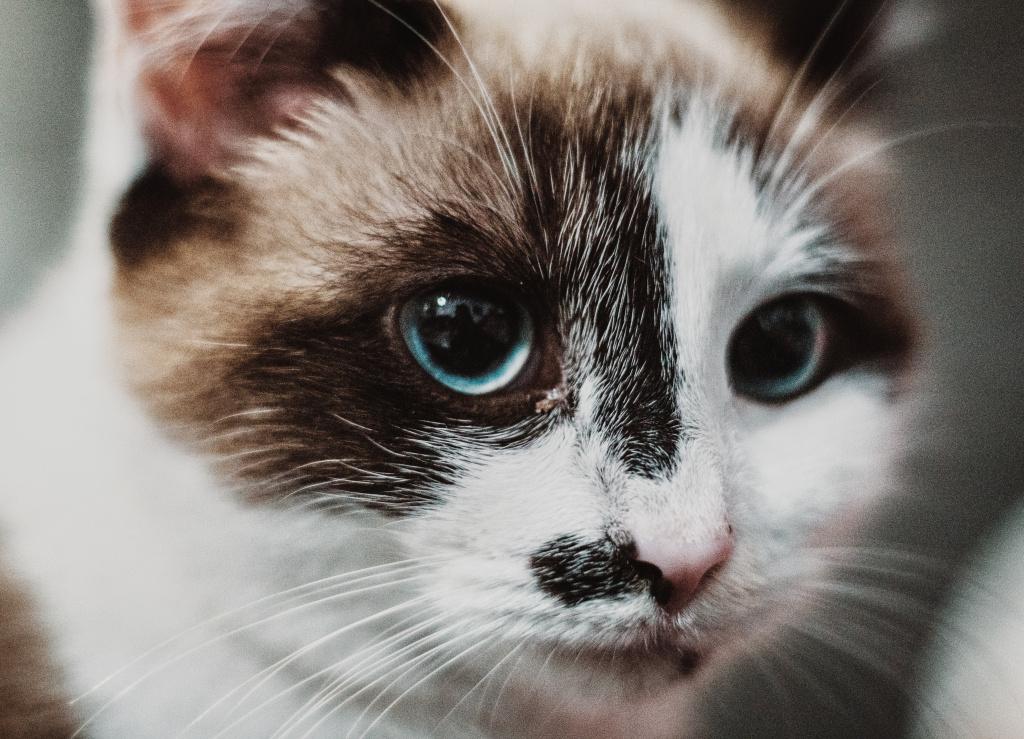 Глисты у кошек: симптомы и лечение, причины и пути заражения, виды глистов  у кошек, последствия, как вывести