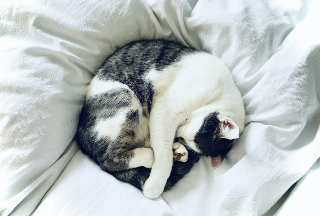 Почему кошка храпит во сне: это норма или отклонение? Природа храпа у котов  и его причины. Когда нужно обратиться к ветеринару?