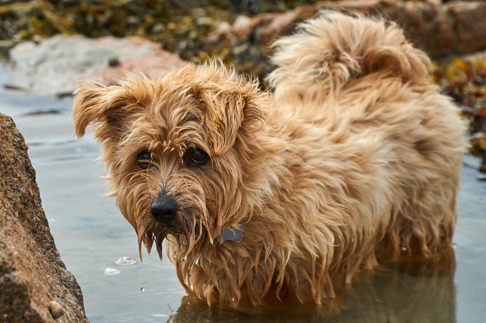 Норфолк-терьер в воде