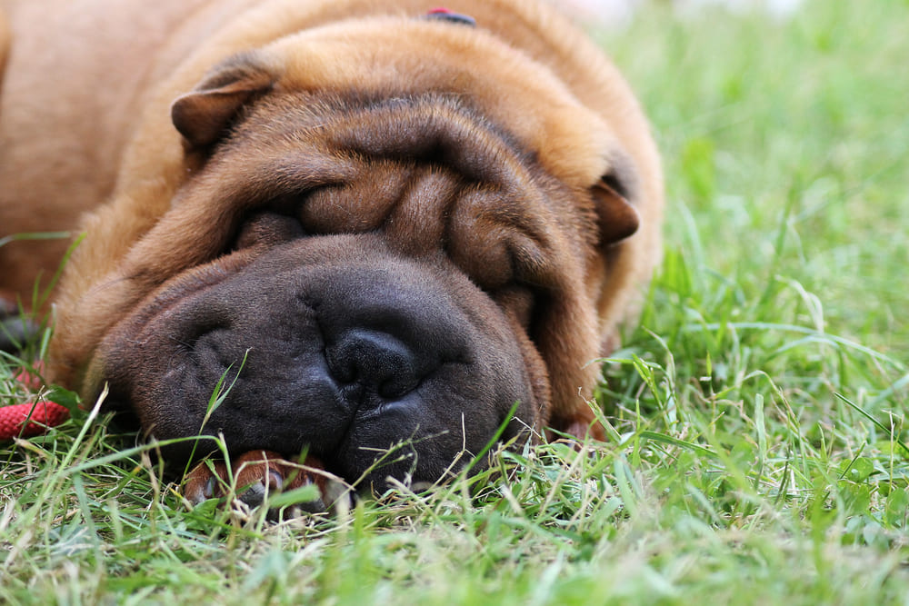 Изображениe — Собака породы шарпей спит Собака породы шарпей спит