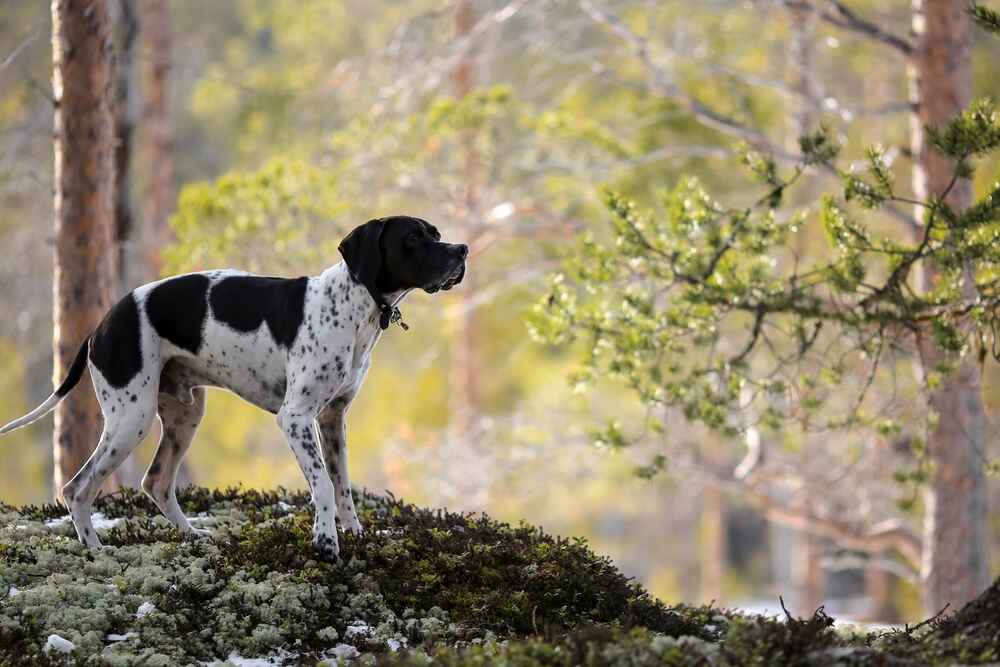 Пойнтер в летнем лесу