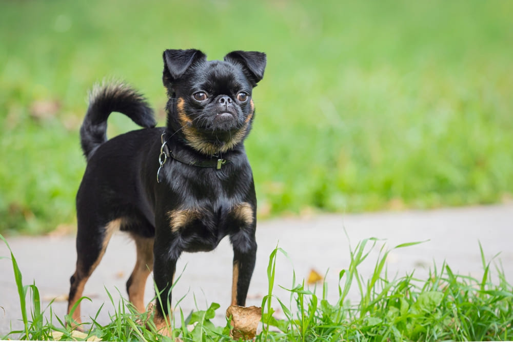 Пти-брабансон черно-подпалого окраса