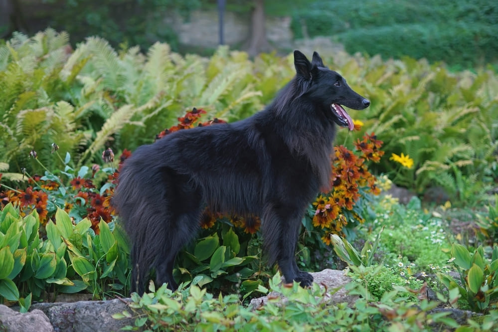 Грюнендаль позирует