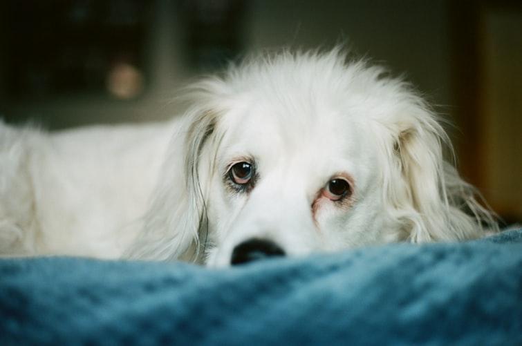 Энтерит у собак и щенков: что это такое, симптомы и лечение, прогнозы