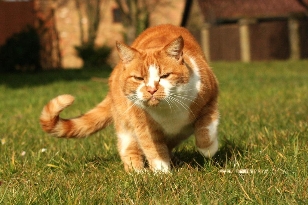 Как можно назвать рыжего котенка: имена для котов и кошек
