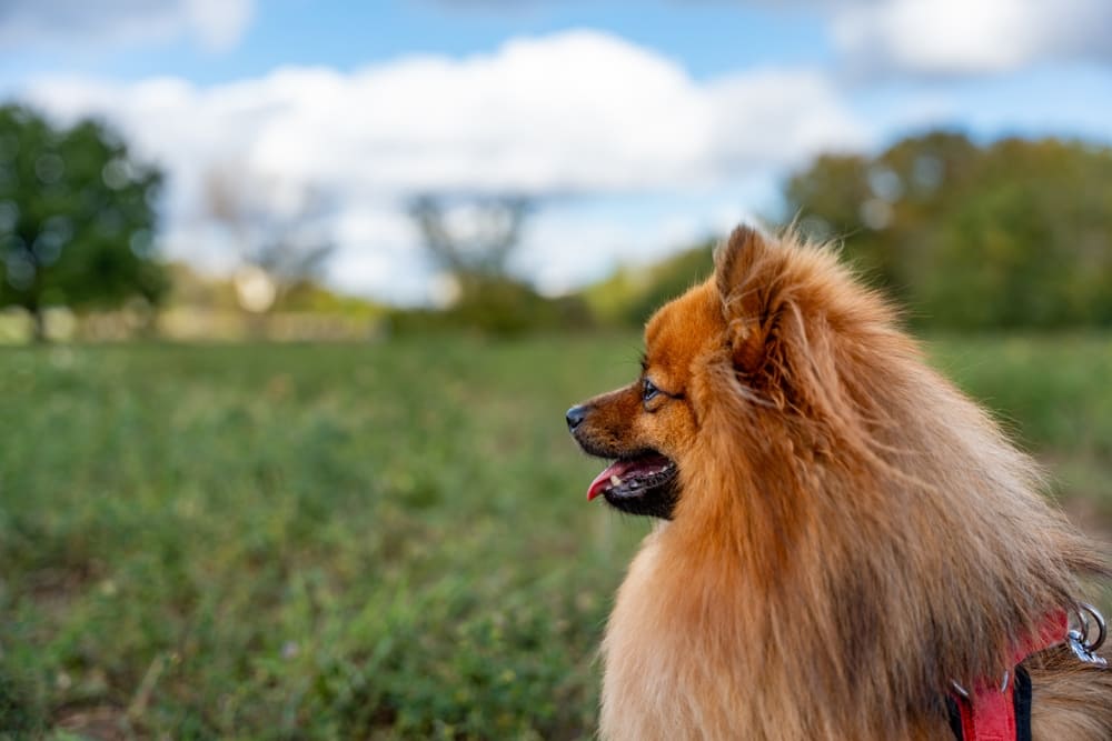 Померанский шпиц сидит