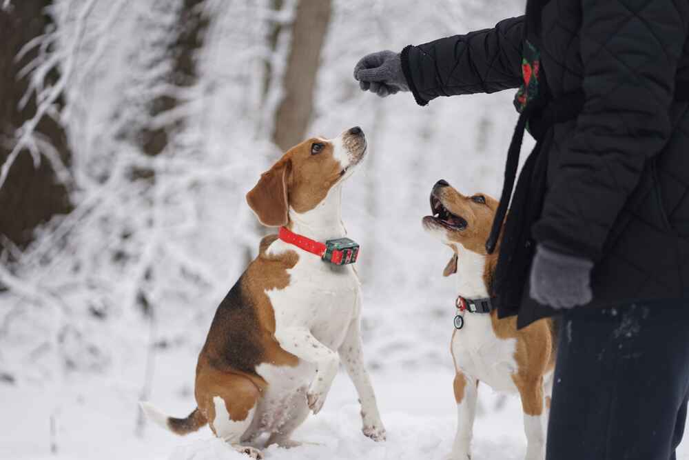 Бигля тренируют