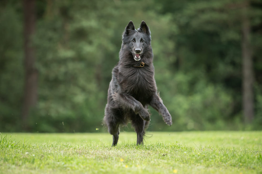 Собака породы грюнендаль бежит вперед