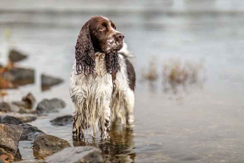 Английский кокер-спаниель в воде