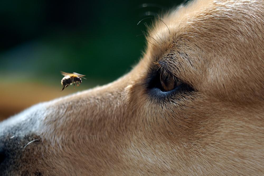 Собаку укусила пчела: как определить и что делать