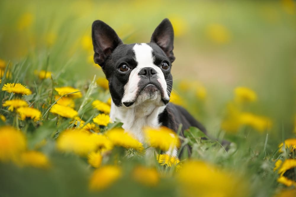 Boston terrier