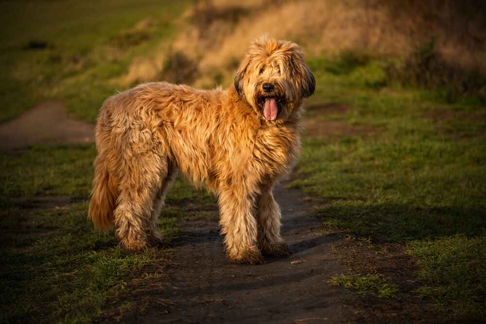 Бриар смотрит в сторону
