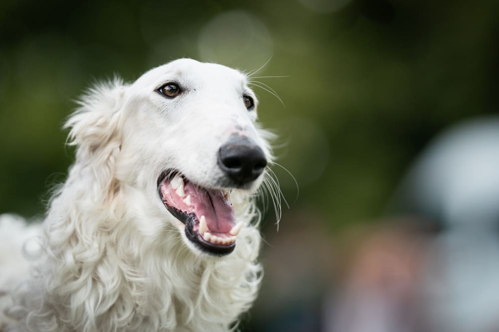 Белая русская псовая борзая