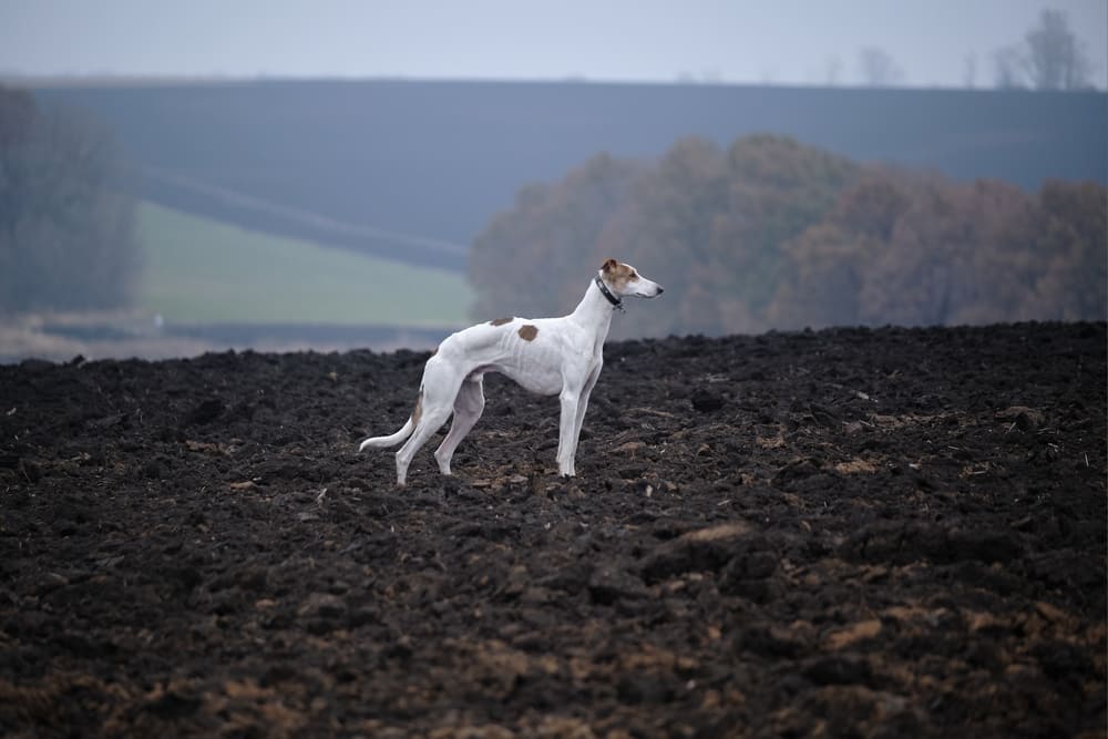 Хортая борзая в поле