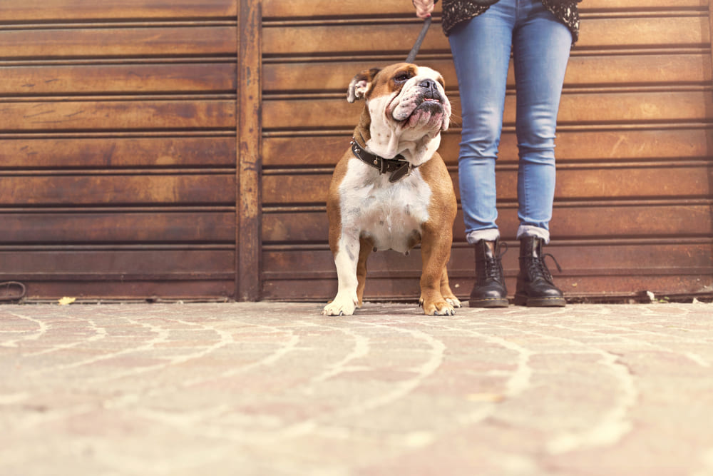 Характер английского бульдога отличается флегматичностью