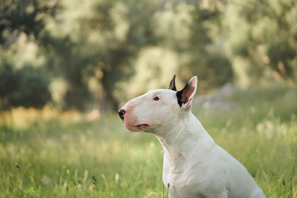 Бультерьер на природе