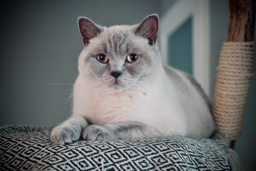 Поликистоз почек у кошек: лечение и прогнозы на жизнь 