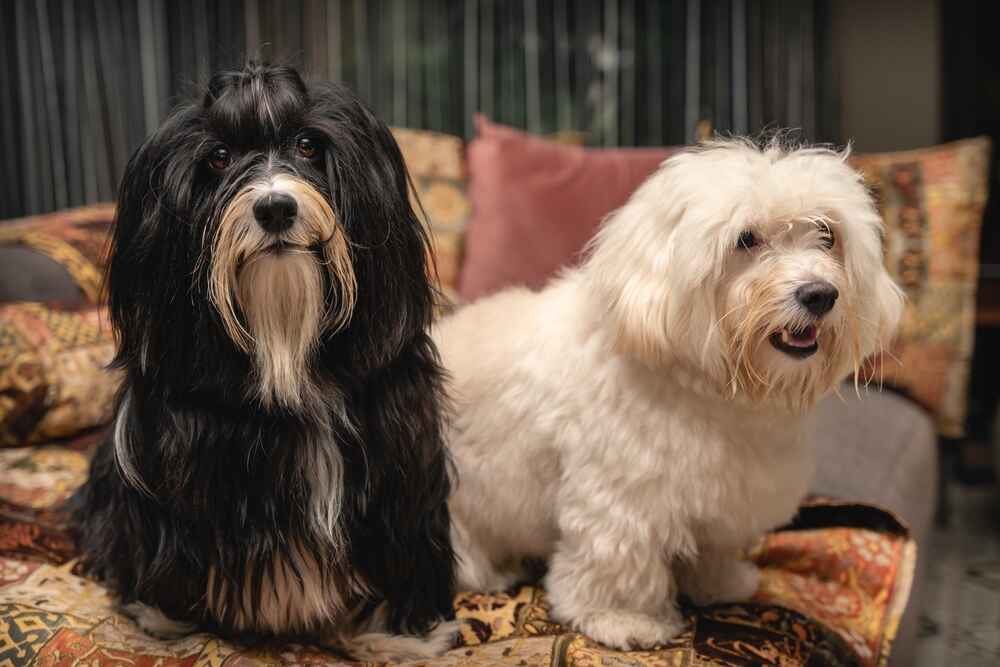 Хаванез белого окраса