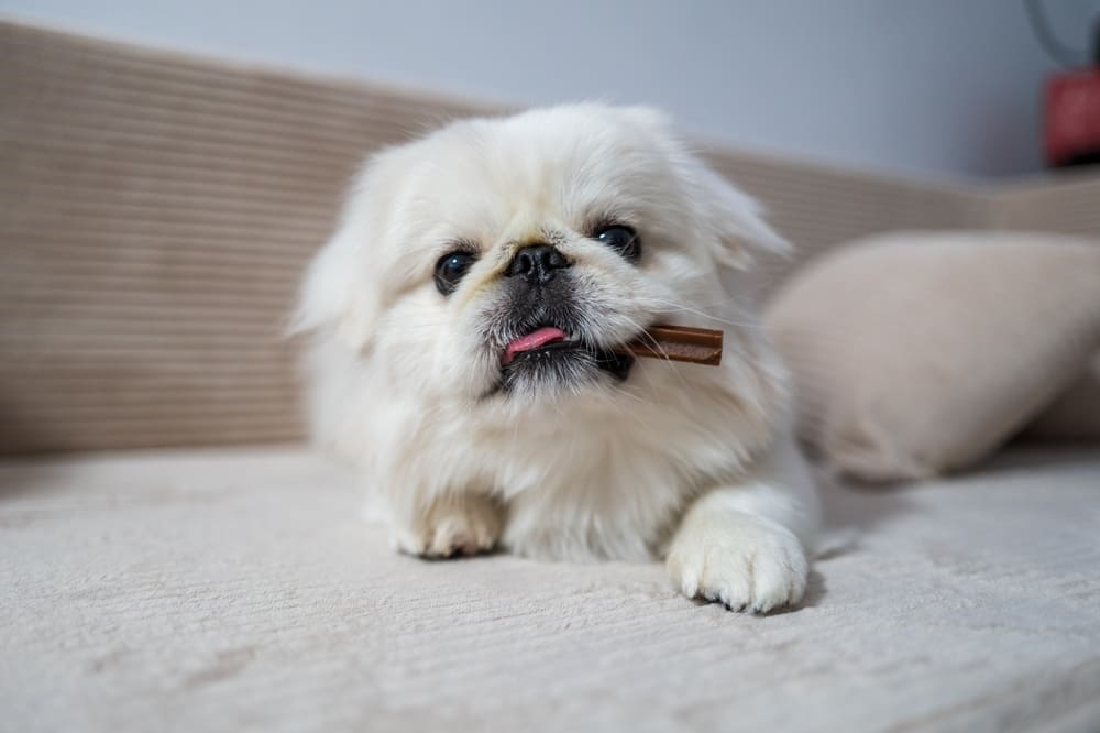 Красивая собака пекинес