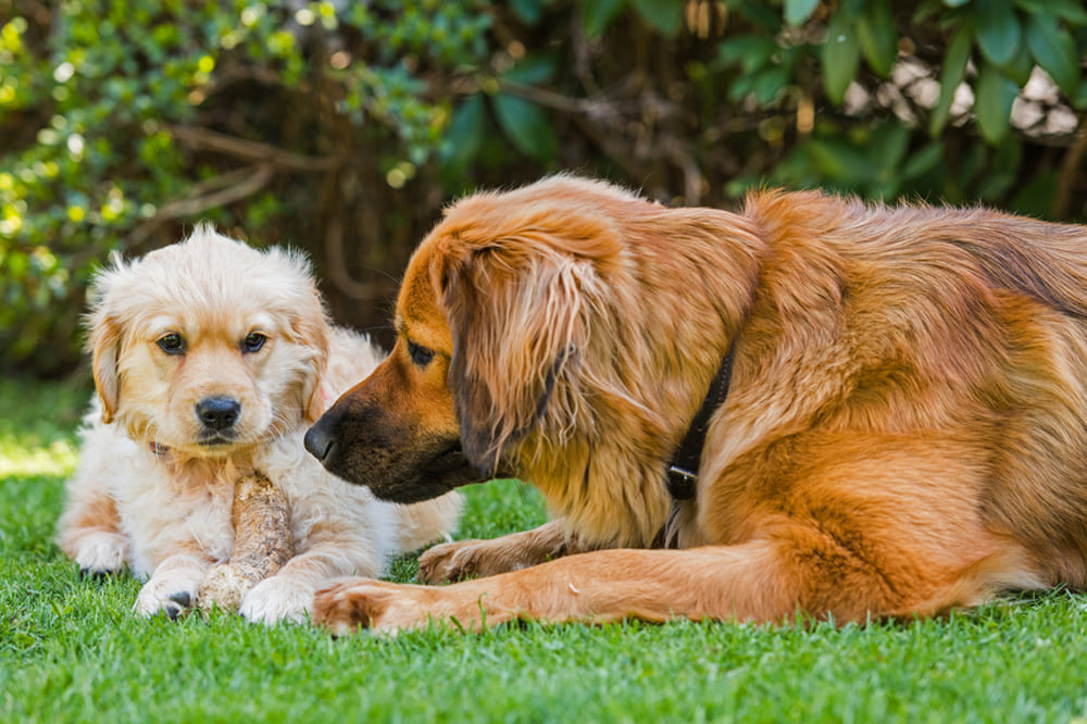 Самка ховаварта со щенком