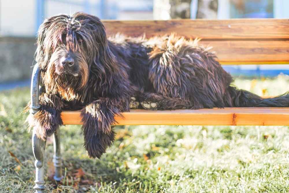 Бергамаско лежит