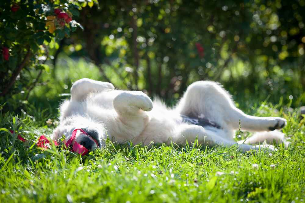 Довольный словацкий чувач
