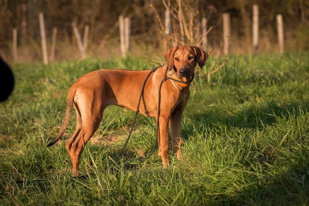 Взрослеющий родезийский риджбек