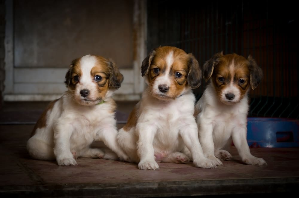 Три щенка коикерхондье