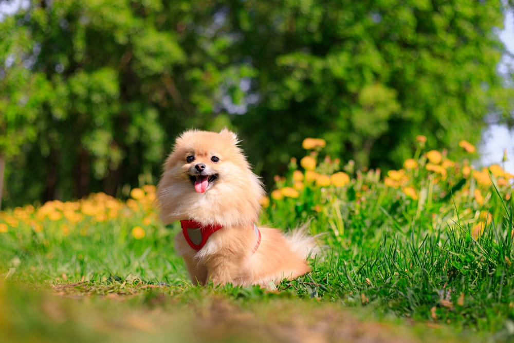 Это померанский шпиц