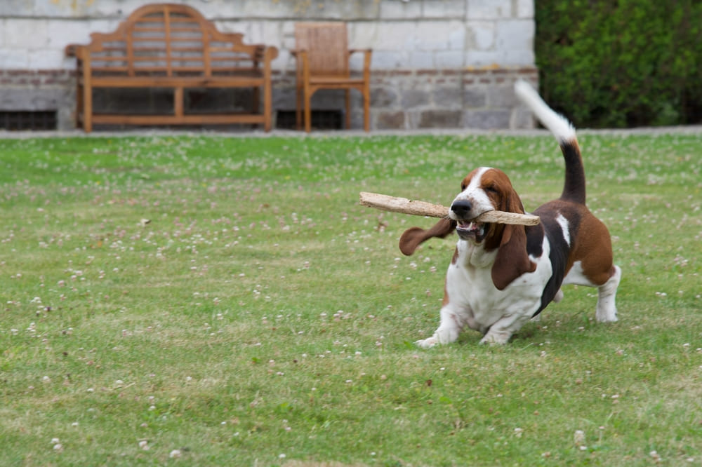 Характер бассет-хаунда отличается упрямством