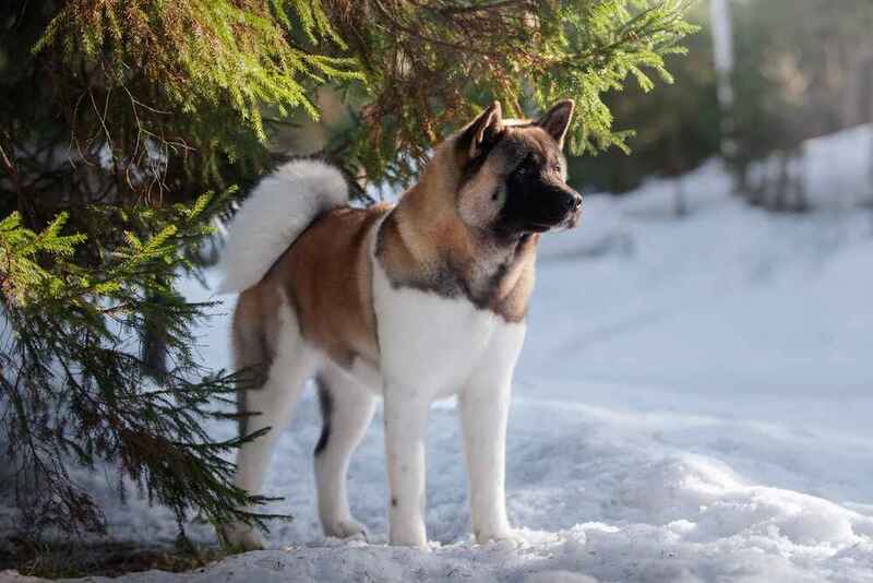 Американская акита у ели