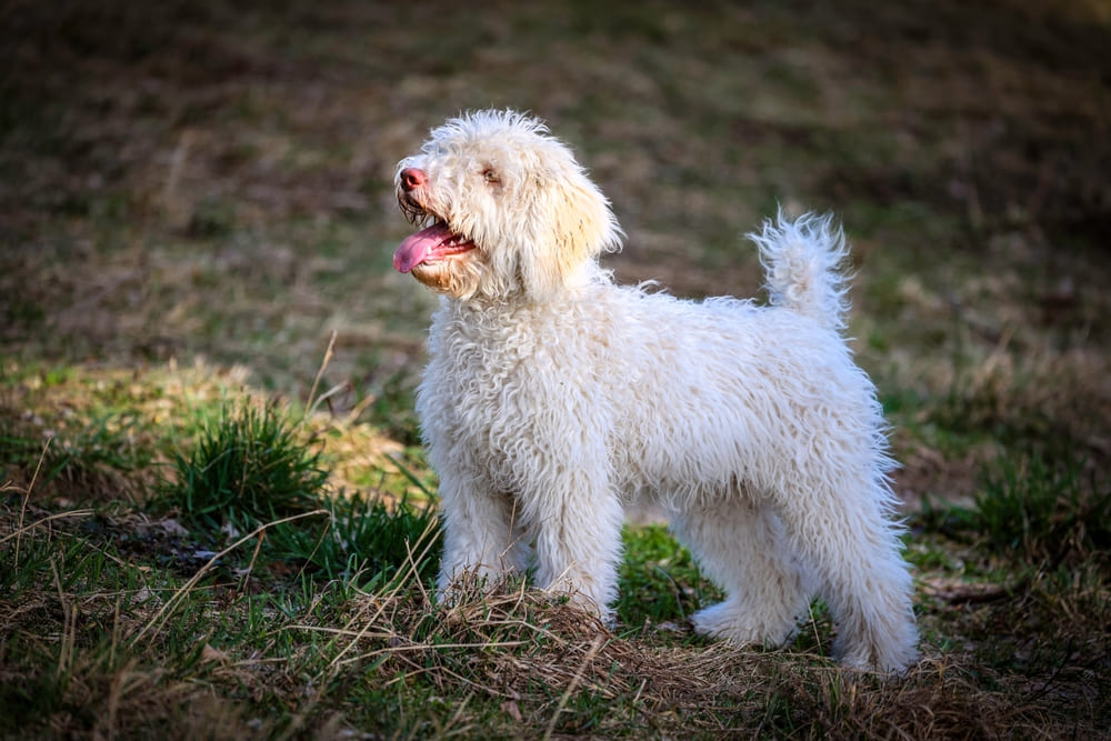 Водяная испанская собака белого цвета