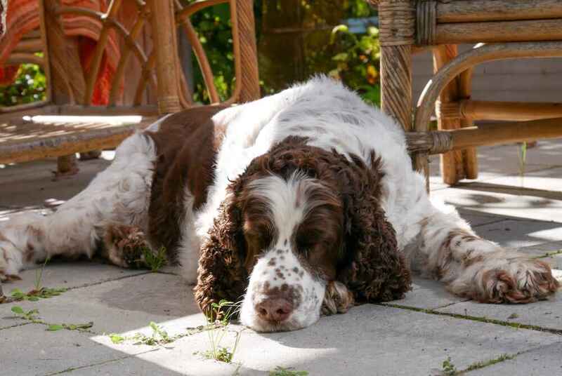 Отдыхающий английский спрингер-спаниель