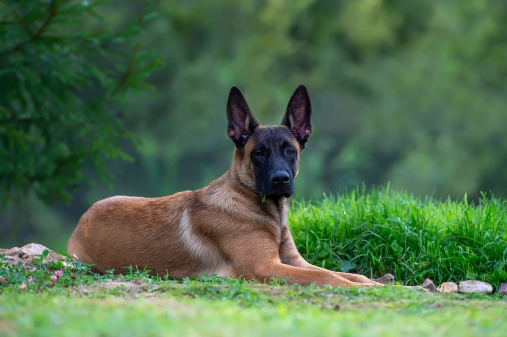 Бельгийская овчарка лежит