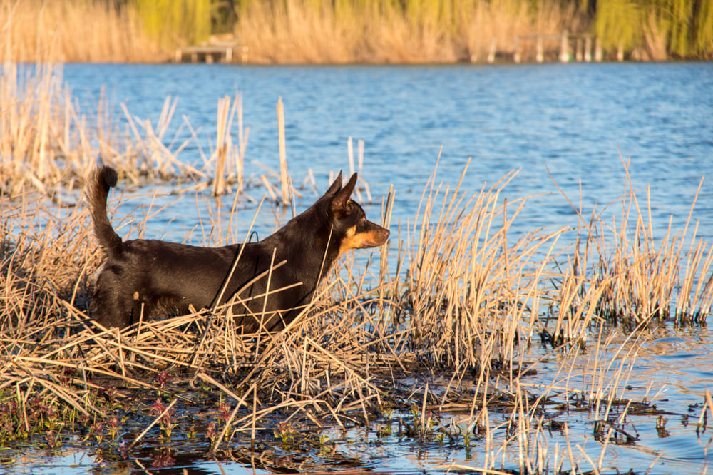 Австралийский келпи в воде