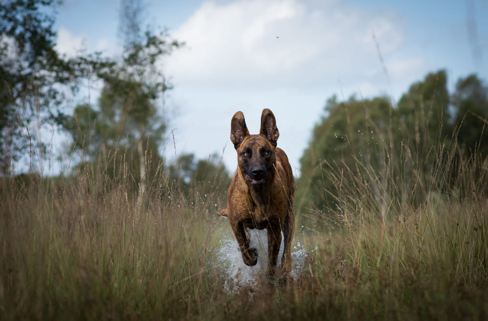 Голландская овчарка бежит по дороге