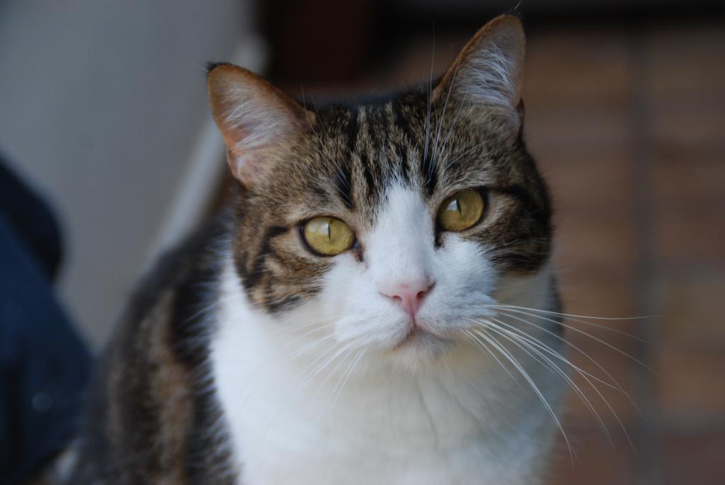 Мастит у кошек: симптомы, лечение в домашних условиях и у ветеринара, виды  маститов у кошки, фото