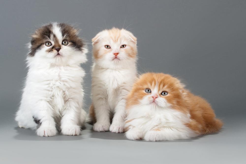 Пет, брид и шоу: классы породистых котят